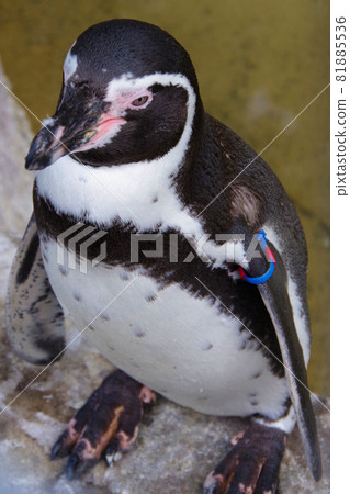 洪堡企鵝，可愛的動物，天王寺動物園，企鵝 81885536