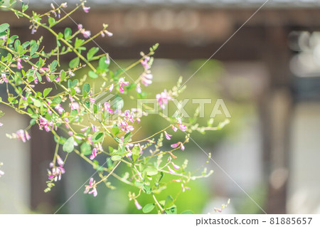 Enkoji Temple 81885657