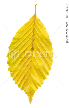 One yellow leaf elm isolated 81886333