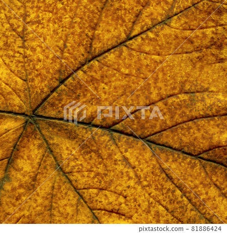Brown dry leaf background. Copy space for your text Brown dry leaf background. Copy space for your text 81886424