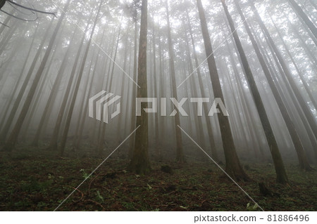 Mountain trail of Mt. Buko in Chichibu, Saitama Prefecture 81886496
