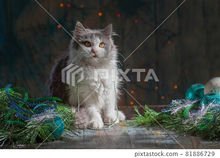 Cute cat playing and Christmas tree Cute cat playing and Christmas tree 81886729