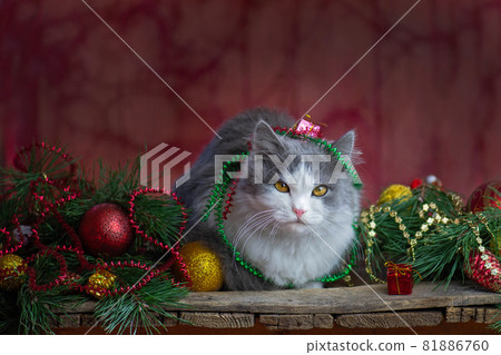 Happy celebration with Christmas toys and garlands. Cat and Christmas gifts Happy celebration with Christmas toys and garlands. Cat and Christmas gifts 81886760