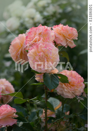 Beautiful orange rose. Flower petals with wavy edges Beautiful orange rose. Flower petals with wavy edges 81886801