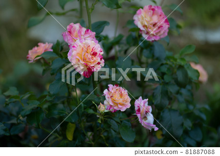 Rose Camille Pissarro. Roses are striped red white and yellow 81887088