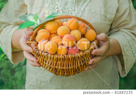 Farmer harvest apricot tree 81887235