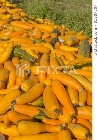Fresh yellow squash 81887507