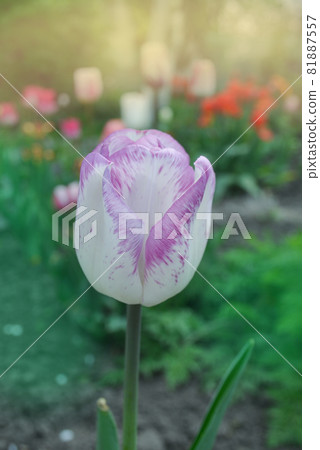 White tulip with purple stripes Shirley White tulip with purple stripes Shirley 81887557