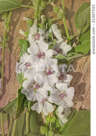 Althaea officinalis marshmallow Althaea officinalis marshmallow 81887583