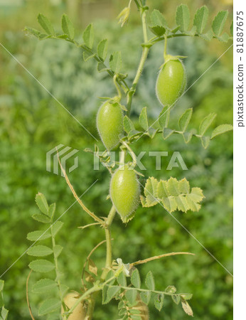 Chickpeas pod on green plant closeup Chickpeas pod on green plant closeup 81887675