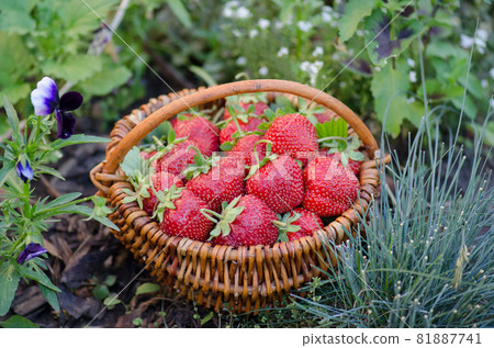 Wicker basket with strawberries. Freshly picked strawberries in a basket on an organic eco friendly farm. Wicker basket with strawberries. Freshly picked strawberries in a basket on an organic eco friendly farm. 81887741