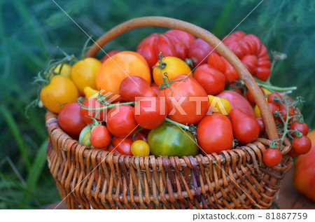 Red tomatoes in a basket. Tomatoes in a basket on a nature background Red tomatoes in a basket. Tomatoes in a basket on a nature background 81887759