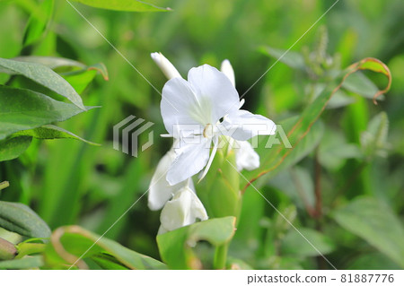 Hanashukusha Ginger flower 81887776