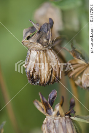 Dry flower dahlia seed Dry flower dahlia seed 81887808