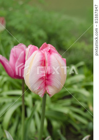 Pink Parrot tulip flower in garden 81887847