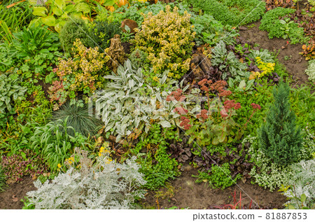 Flowers in autumn garden background. Autumn outdoor floral gardening. 81887853