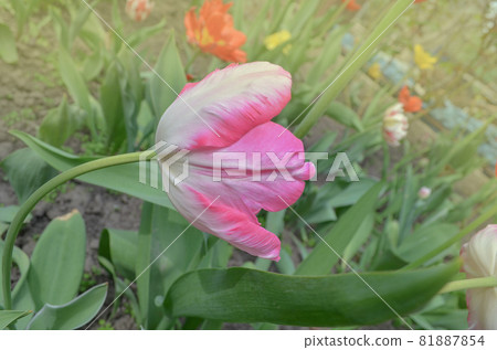Pink Parrot tulip flower in garden 81887854