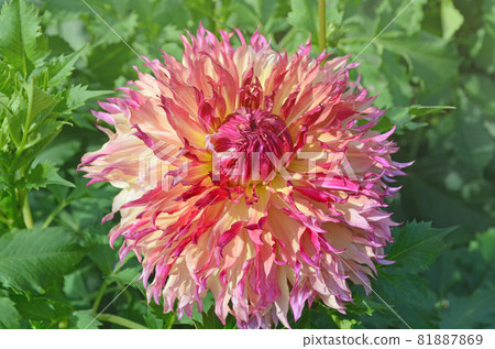 Large fuzzy combination of peach and pink color Dahlia flower Large fuzzy combination of peach and pink color Dahlia flower 81887869