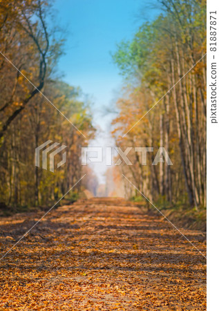 Colorful autumn road in the forest. Road through park in fall Colorful autumn road in the forest. Road through park in fall 81887871
