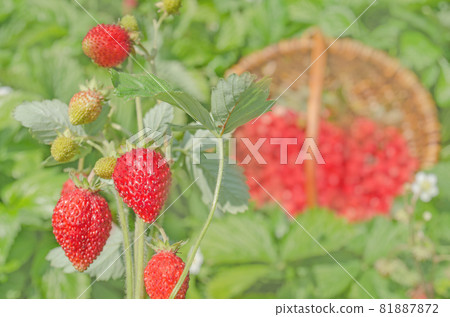 Wild strawberry macro Wild strawberry macro 81887872