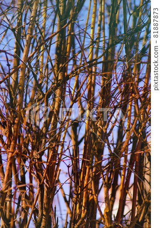 Branch no leaf in blue sky Branch no leaf in blue sky 81887873