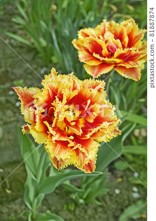 Red double tulip Red double tulip 81887874