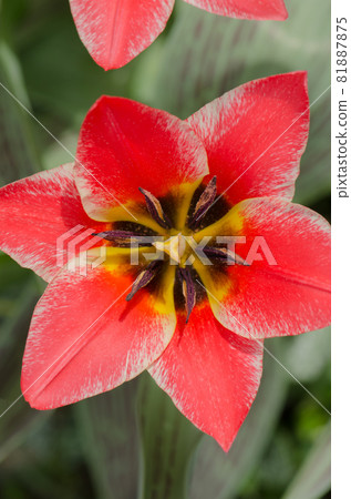 Beautiful tulip with stripe. Czaar Peter tulip 81887875
