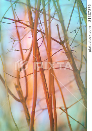 Branch no leaf in blue sky Branch no leaf in blue sky 81887876