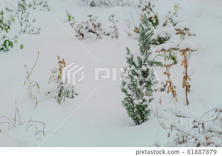 Garden covered with snow in winter Garden covered with snow in winter 81887879