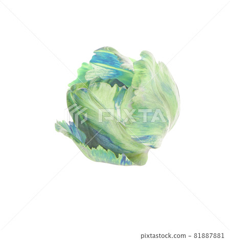 Green tulip flower isolated Green tulip flower isolated 81887881
