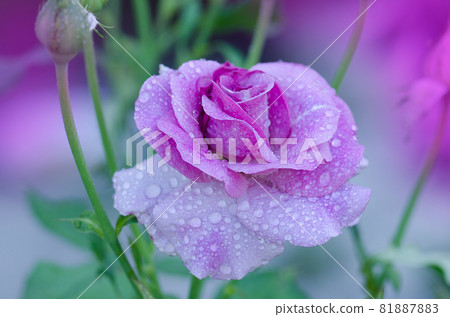 Beautiful Blue Moon rose. Beautiful Blue Moon rose. 81887883