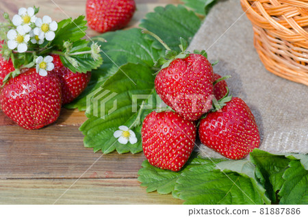Fresh organic juicy strawberries. Fresh ripe delicious strawberries Fresh organic juicy strawberries. Fresh ripe delicious strawberries 81887886