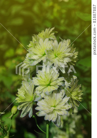 Delphinium Moonlight 81887887