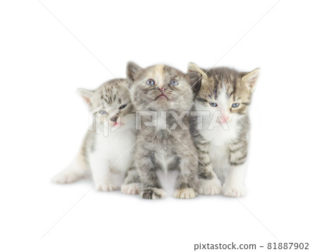 Three little kitten isolated on white Three little kitten isolated on white 81887902