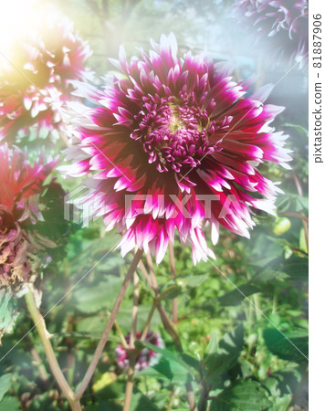 Large purple fringed dahlia flower Large purple fringed dahlia flower 81887906