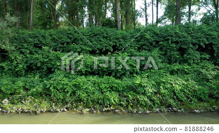 Knotweed Reynoutria dron aerial video shot Fallopia japonica Sakhalin Japanese, invasive and expansive species of dangerous plants leaf in river water stream creek shrub bushes, leaves and fruits Knotweed Reynoutria dron aerial video shot Fallopia japonica Sakhalin Japanese, invasive and expansive species of dangerous plants leaf in river water stream creek shrub bushes, leaves and fruits 81888246