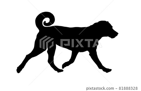 Black dog silhouette. Appenzeller sennenhund puppy Black dog silhouette. Appenzeller sennenhund puppy 81888328