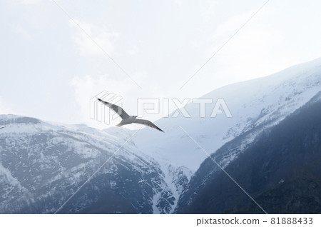 Seagull 81888433