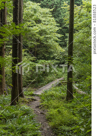 Climbing road on the lush Hakone Old Highway 2 Wooden road bridge across the mountain stream 81888523