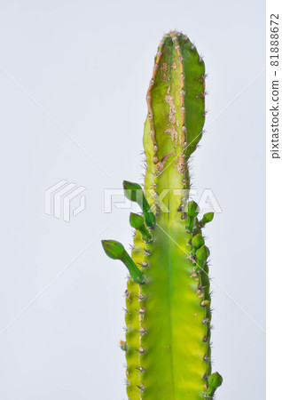 Cereus sp, Fairy Castle or Cereus peruvianus ,castus Cereus sp, Fairy Castle or Cereus peruvianus ,castus 81888672