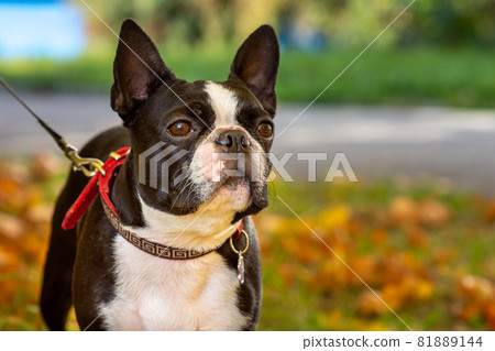 Boston terrier dog outside. Dog in beautiful red and yellow park in autumn 81889144