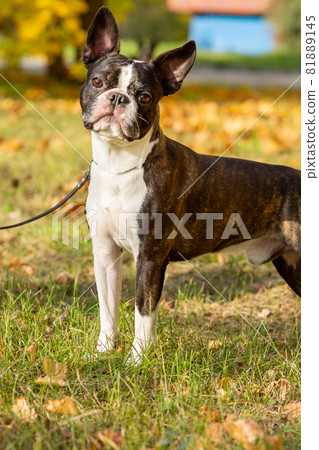 Boston terrier dog outside. Dog in beautiful red and yellow park in autumn 81889145