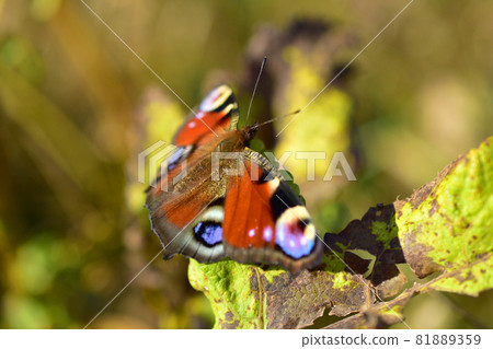 Urticaria butterfly resting on the grass. Urticaria butterfly resting on the grass. 81889359