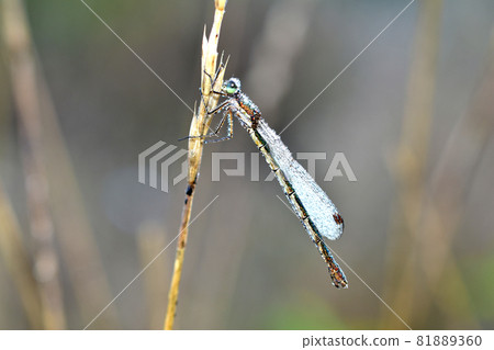 A dragonfly covered with dew drops sits on the grass. A dragonfly covered with dew drops sits on the grass. 81889360