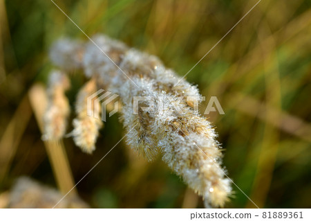 Dew drops on a dry ear of grass. Dew drops on a dry ear of grass. 81889361