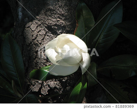Magnolia grandiflora, known as the southern magnolia or bull bay Magnolia grandiflora, known as the southern magnolia or bull bay 81889369