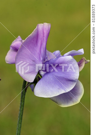 Purple sweet pea flowers in close up Purple sweet pea flowers in close up 81889373