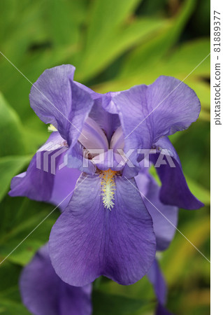 Purple bearded iris flower Purple bearded iris flower 81889377