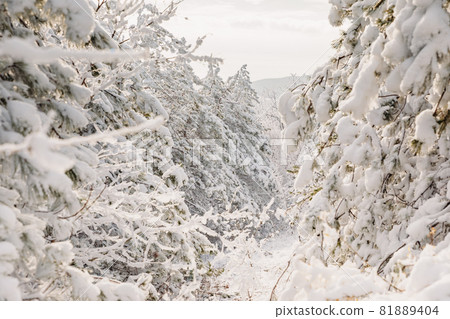 Winter forest with snowy pine trees. Frozen landscape with snow in December. 81889404