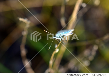 Butterfly moth shot face-to-face on the grass. 81889705